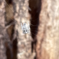 Araneinae (subfamily) (Orb weaver) at Campbell, ACT - 21 Mar 2023 by Hejor1