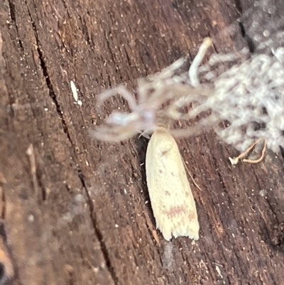 Heteroteucha occidua (A concealer moth (Wingia group)) at Mount Ainslie to Black Mountain - 21 Mar 2023 by Hejor1