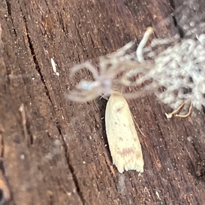 Heteroteucha occidua (A concealer moth) at Campbell, ACT - 20 Mar 2023 by Hejor1