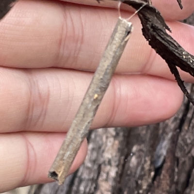 Hemibela (genus) (A Concealer moth) at Mount Ainslie to Black Mountain - 21 Mar 2023 by Hejor1