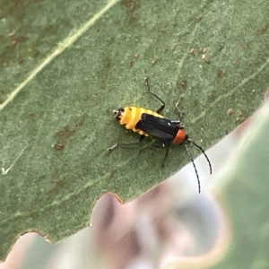 Chauliognathus tricolor at Campbell, ACT - 21 Mar 2023 09:09 AM