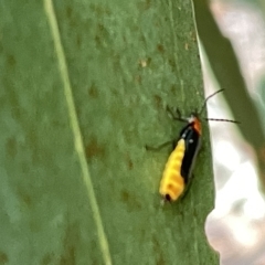 Chauliognathus tricolor at Campbell, ACT - 21 Mar 2023 09:09 AM