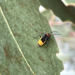 Chauliognathus tricolor at Campbell, ACT - 21 Mar 2023 09:09 AM