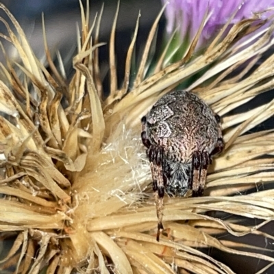 Salsa fuliginata (Sooty Orb-weaver) at Mount Ainslie to Black Mountain - 20 Mar 2023 by Hejor1