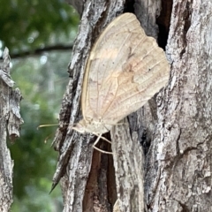 Heteronympha merope at Campbell, ACT - 21 Mar 2023