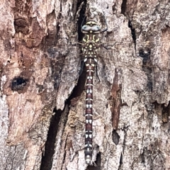 Austroaeschna unicornis (Unicorn Darner) at Campbell, ACT - 21 Mar 2023 by Hejor1