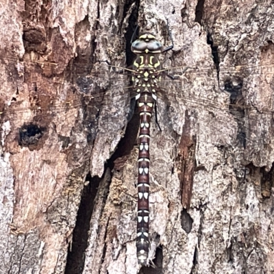 Austroaeschna unicornis (Unicorn Darner) at Campbell, ACT - 21 Mar 2023 by Hejor1