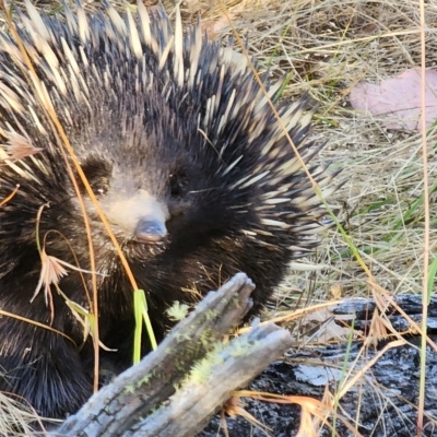 Tachyglossus aculeatus (Short-beaked Echidna) at Gundaroo, NSW - 16 Feb 2023 by Gunyijan