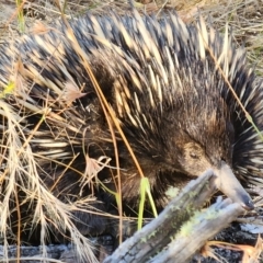 Tachyglossus aculeatus at Gundaroo, NSW - 16 Feb 2023