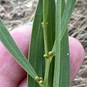 Acacia stricta at Aranda, ACT - 21 Mar 2023