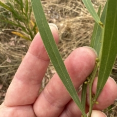 Acacia stricta at Aranda, ACT - 21 Mar 2023