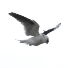 Elanus axillaris (Black-shouldered Kite) at National Arboretum Forests - 20 Mar 2023 by JohnBundock