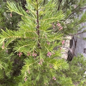 Grevillea "Canberra Gem" at Aranda, ACT - 21 Mar 2023