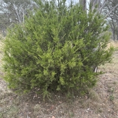 Grevillea "Canberra Gem" at Aranda, ACT - 21 Mar 2023