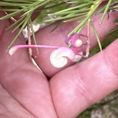 Grevillea "Canberra Gem" at Aranda, ACT - 21 Mar 2023