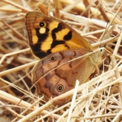 Heteronympha paradelpha (Spotted Brown) at National Arboretum Forests - 21 Mar 2023 by JohnBundock