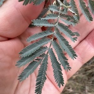 Acacia baileyana x Acacia dealbata at Cook, ACT - 21 Mar 2023