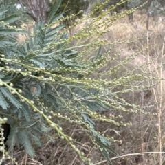 Acacia baileyana x Acacia dealbata at Cook, ACT - 21 Mar 2023