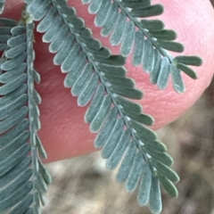 Acacia baileyana x Acacia dealbata at Cook, ACT - 21 Mar 2023