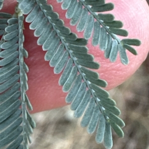 Acacia baileyana x Acacia dealbata at Cook, ACT - 21 Mar 2023