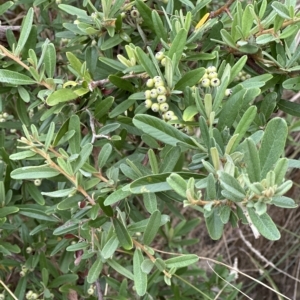 Pyracantha angustifolia at Cook, ACT - 21 Mar 2023 03:27 PM