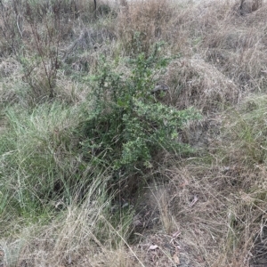 Pyracantha angustifolia at Cook, ACT - 21 Mar 2023 03:27 PM