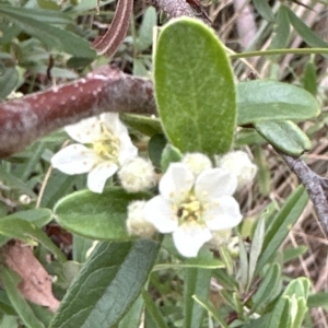 Pyracantha angustifolia at Cook, ACT - 21 Mar 2023 03:27 PM