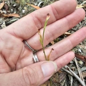 Speculantha sp. at suppressed - 21 Mar 2023