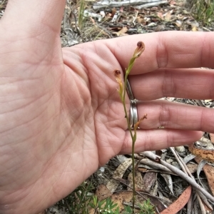 Speculantha sp. at suppressed - 21 Mar 2023