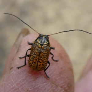 Aporocera (Aporocera) erosa at Charleys Forest, NSW - suppressed