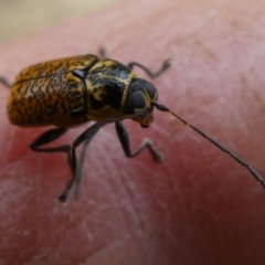 Aporocera (Aporocera) erosa at Charleys Forest, NSW - suppressed