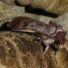 Agrotis porphyricollis at Charleys Forest, NSW - suppressed