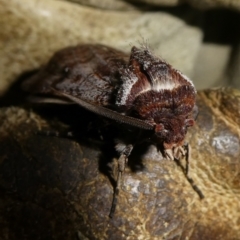 Agrotis porphyricollis at Charleys Forest, NSW - suppressed