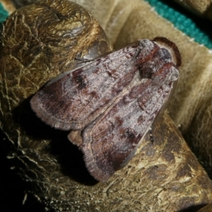 Agrotis porphyricollis at Charleys Forest, NSW - suppressed