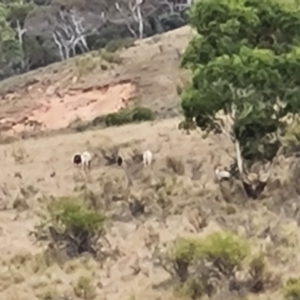 Capra hircus at Wambrook, NSW - suppressed