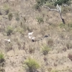 Capra hircus at Wambrook, NSW - suppressed