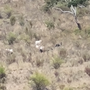 Capra hircus at Wambrook, NSW - suppressed