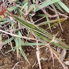 Acrida conica (Giant green slantface) at Wambrook, NSW - 21 Mar 2023 by Mike