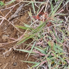 Acrida conica at Wambrook, NSW - 21 Mar 2023