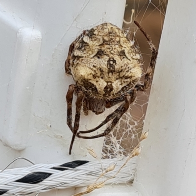 Backobourkia sp. (genus) (An orb weaver) at Wambrook, NSW - 21 Mar 2023 by Mike