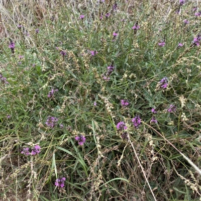 Cullen microcephalum (Dusky Scurf-pea) at Molonglo Valley, ACT - 21 Mar 2023 by Steve_Bok