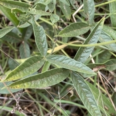 Cullen microcephalum at Molonglo Valley, ACT - 21 Mar 2023