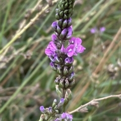 Cullen microcephalum at Molonglo Valley, ACT - 21 Mar 2023