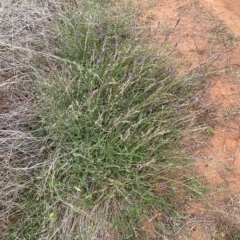 Cullen microcephalum at Molonglo Valley, ACT - 21 Mar 2023