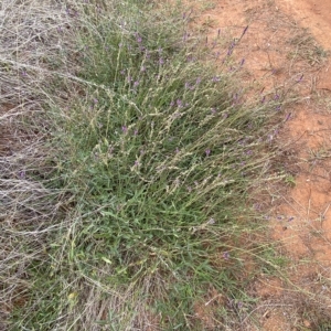 Cullen microcephalum at Molonglo Valley, ACT - 21 Mar 2023