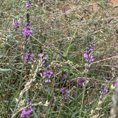 Cullen microcephalum at Molonglo Valley, ACT - 21 Mar 2023