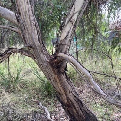 Eucalyptus elata (River Peppermint) at Belconnen, ACT - 21 Mar 2023 by JohnGiacon