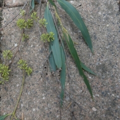 Eucalyptus elata at Belconnen, ACT - 21 Mar 2023 09:37 AM