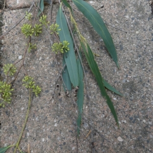 Eucalyptus elata at Belconnen, ACT - 21 Mar 2023 09:37 AM