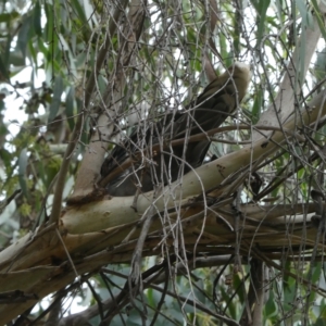 Ocyphaps lophotes at Belconnen, ACT - 21 Mar 2023 09:34 AM